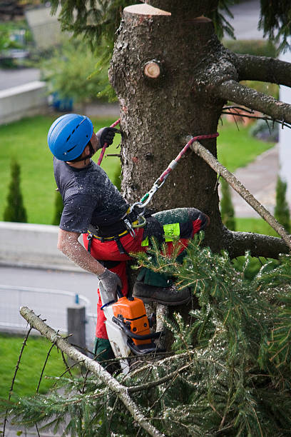 How Our Tree Care Process Works  in  Homosassa, FL