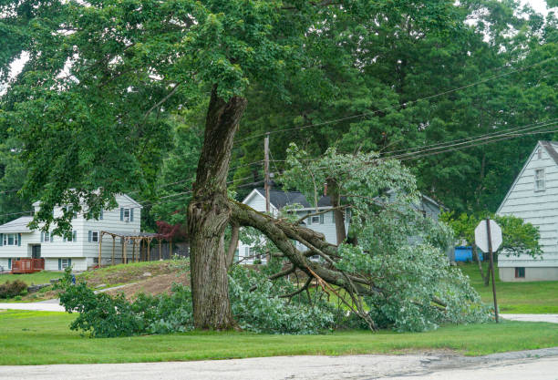 Trusted Homosassa, FL Tree Services Experts